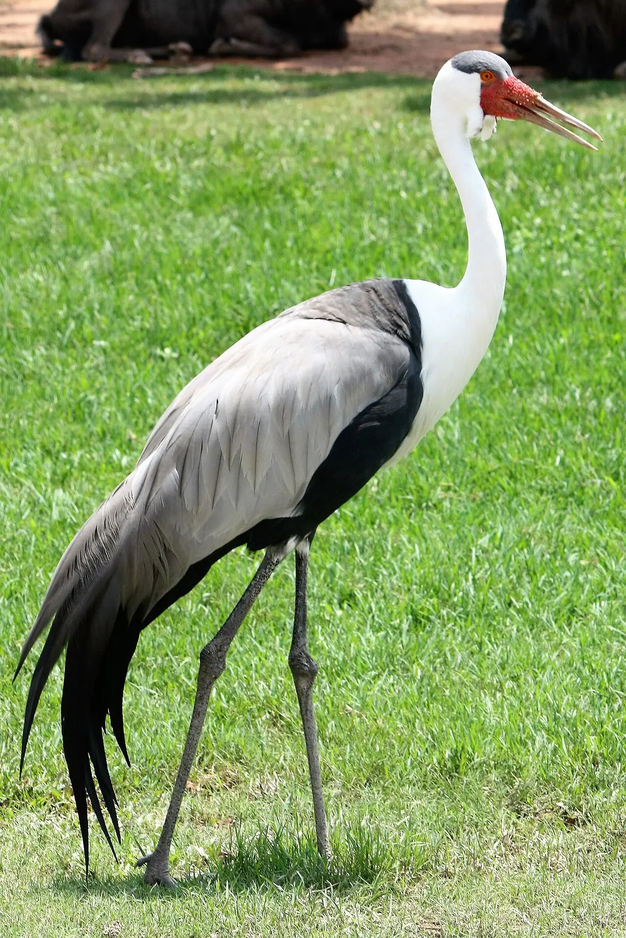 Klunkerkranich